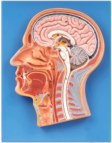 头部正中矢状切面模型